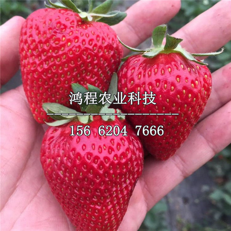 初恋馨香草莓苗价格、初恋馨香草莓苗价格多少钱