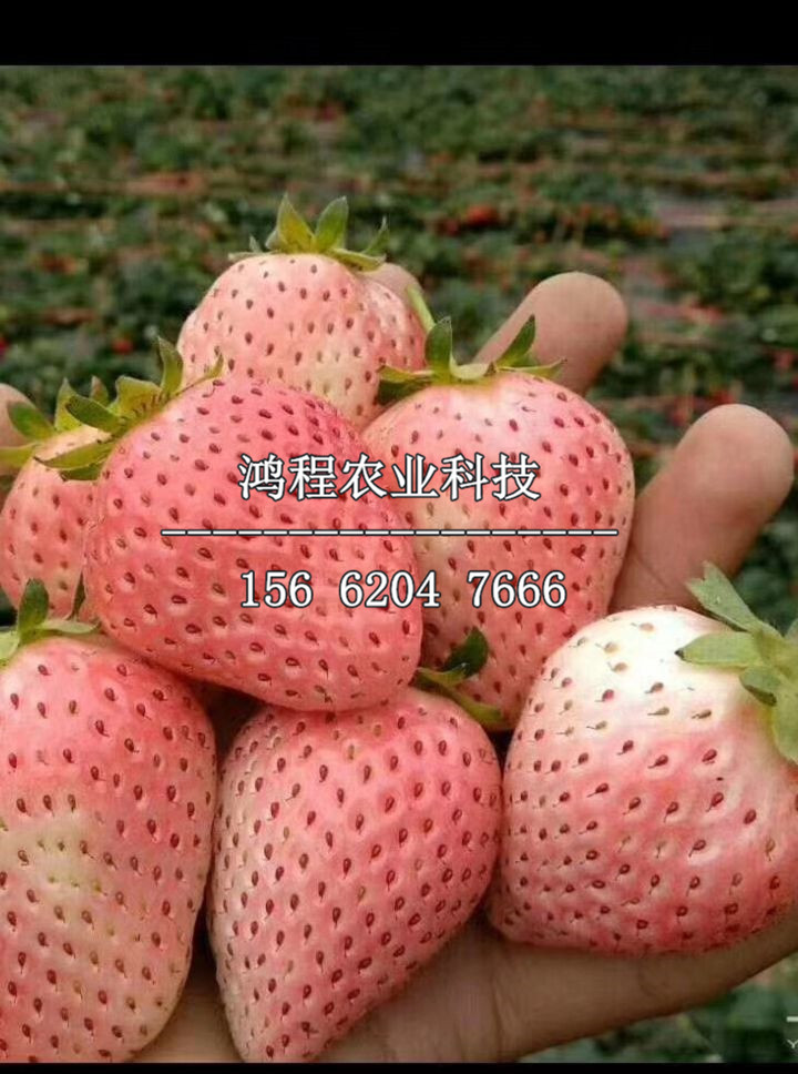 紅實美草莓苗價格
