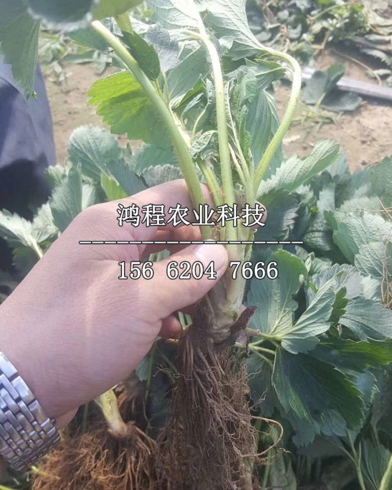 明寶草莓苗、明寶草莓苗價格