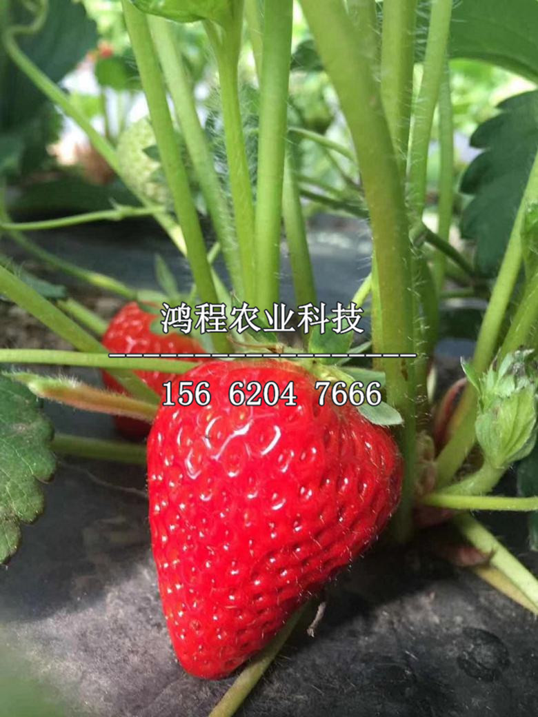 以色列一号草莓苗新品种