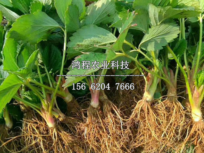 盆栽草莓苗、盆栽草莓苗价格