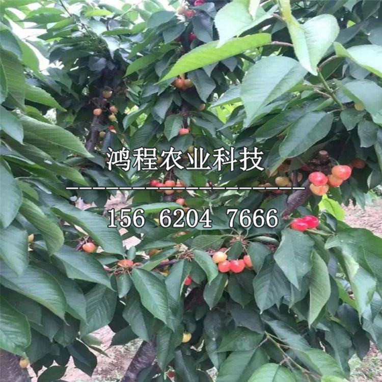 美國車厘子苗報價多少錢
