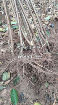 智力車?yán)遄用绯鍪邸⒅橇嚴(yán)遄用绯鍪蹆r(jià)格