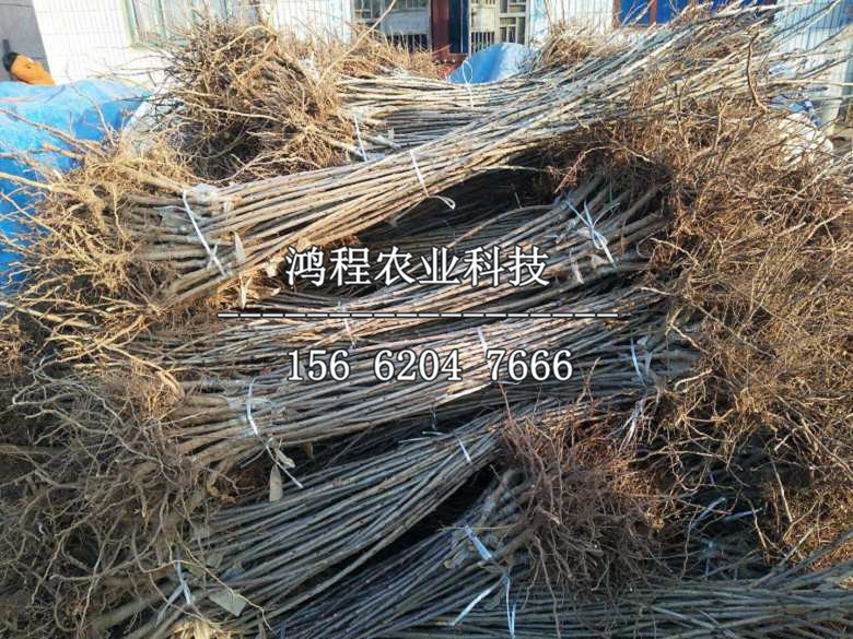 智力車(chē)?yán)遄訕?shù)苗價(jià)格多少錢(qián)