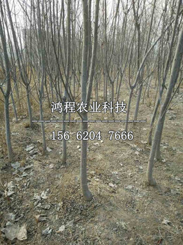 美國車?yán)遄用鐖?bào)價(jià)多少錢