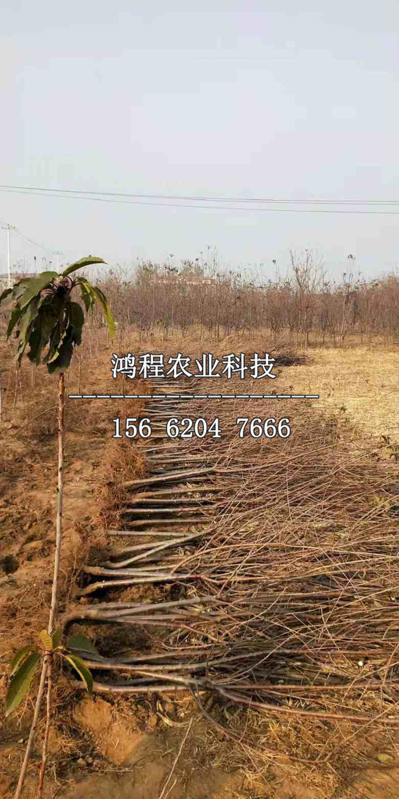 智力車厘子苗哪里買、智力車厘子苗哪里賣
