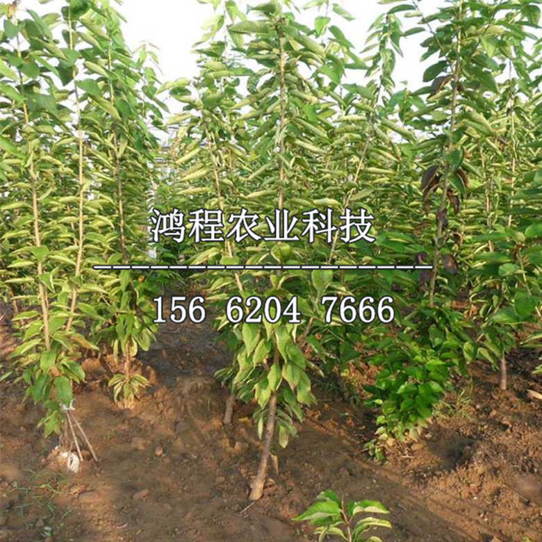 美國車?yán)遄用绯鍪邸⒚绹嚴(yán)遄用绯鍪蹆r(jià)格