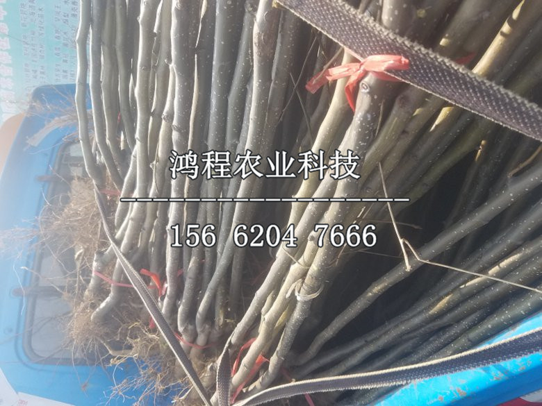 蘋(píng)果紅梨樹(shù)苗