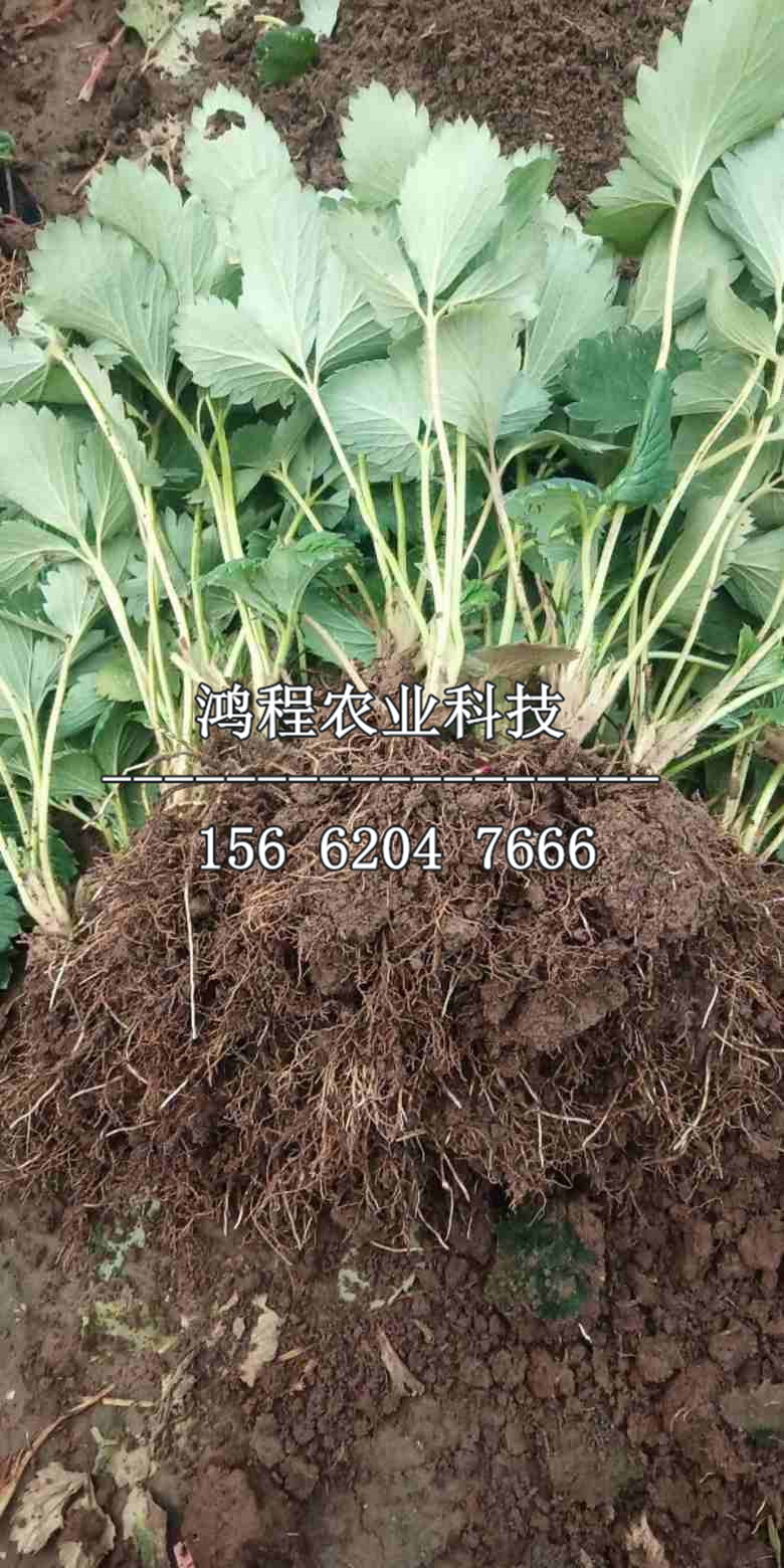 滿天紅梨樹苗價(jià)格、滿天紅梨樹苗多少錢