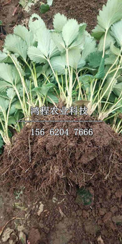 大果無籽梨樹苗價格、大果無籽梨樹苗價格多少錢