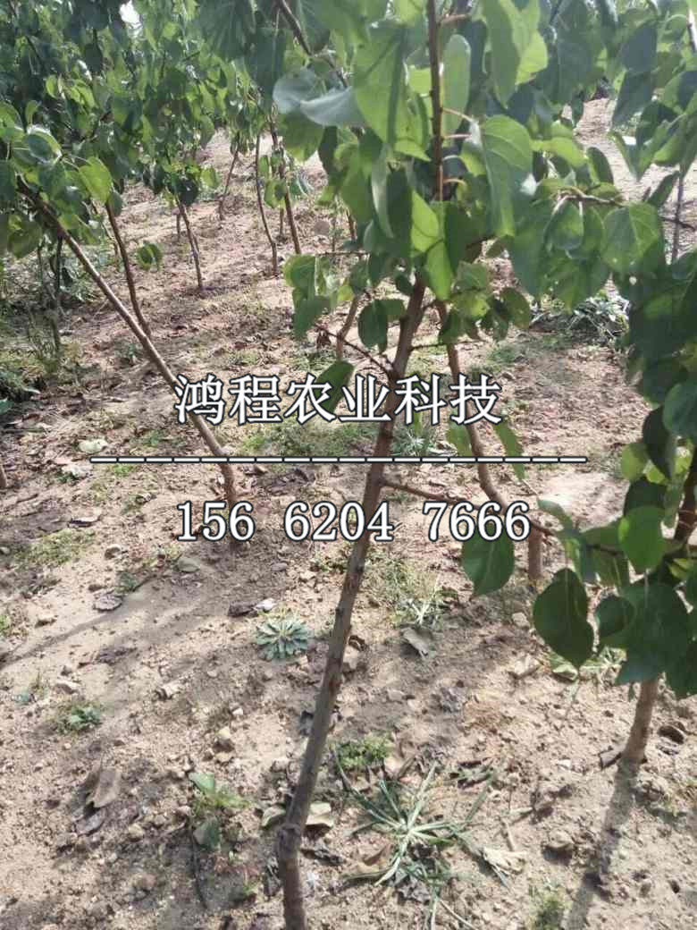 華山梨樹苗基地