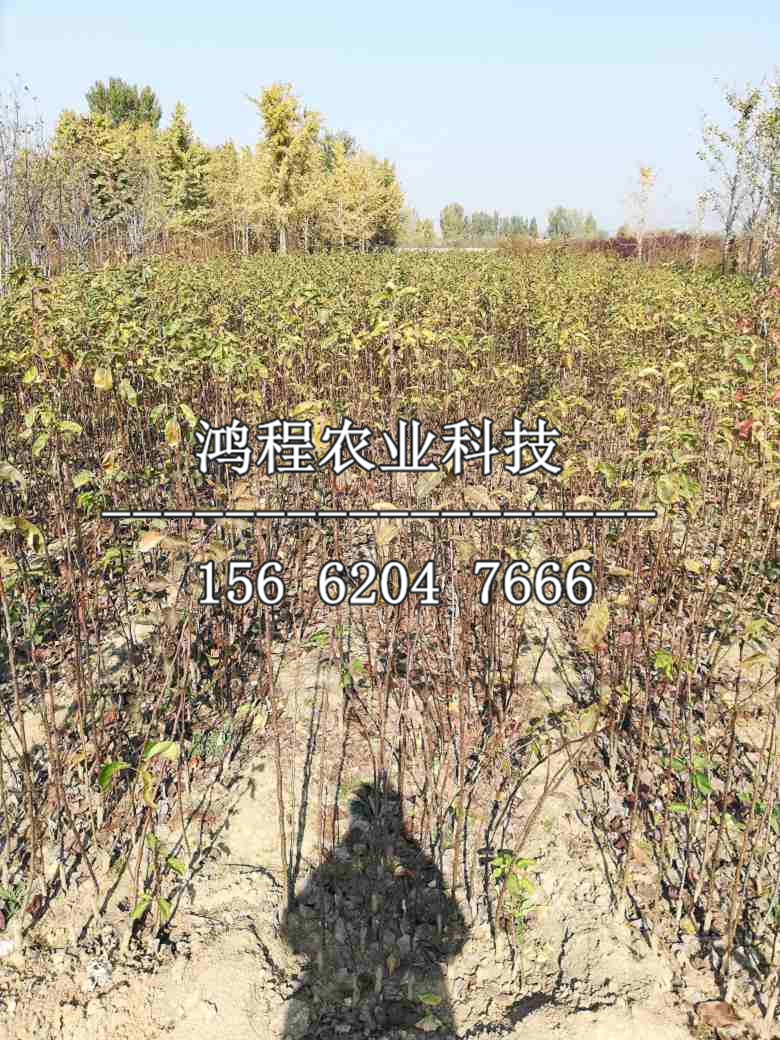 奧紅一號梨樹苗多少錢