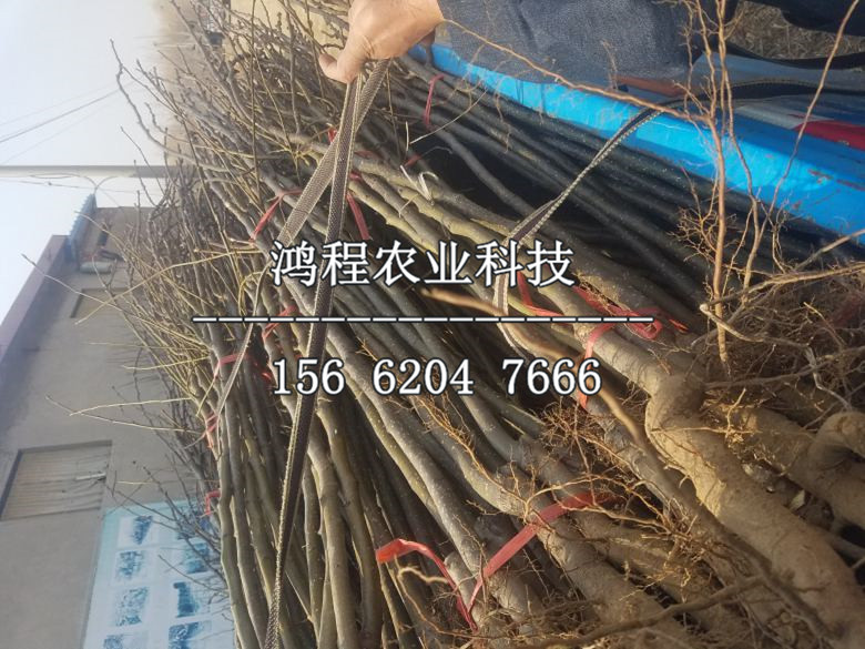 奧紅一號(hào)梨樹苗批發(fā)