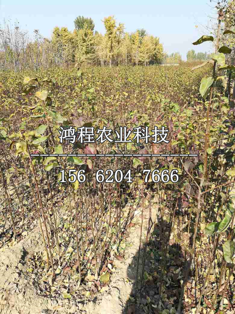 雪花梨樹苗哪里銷售、雪花梨樹苗哪里出售