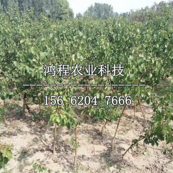 六月雪梨樹苗價格及報價
