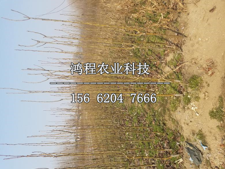 紅啤梨苗