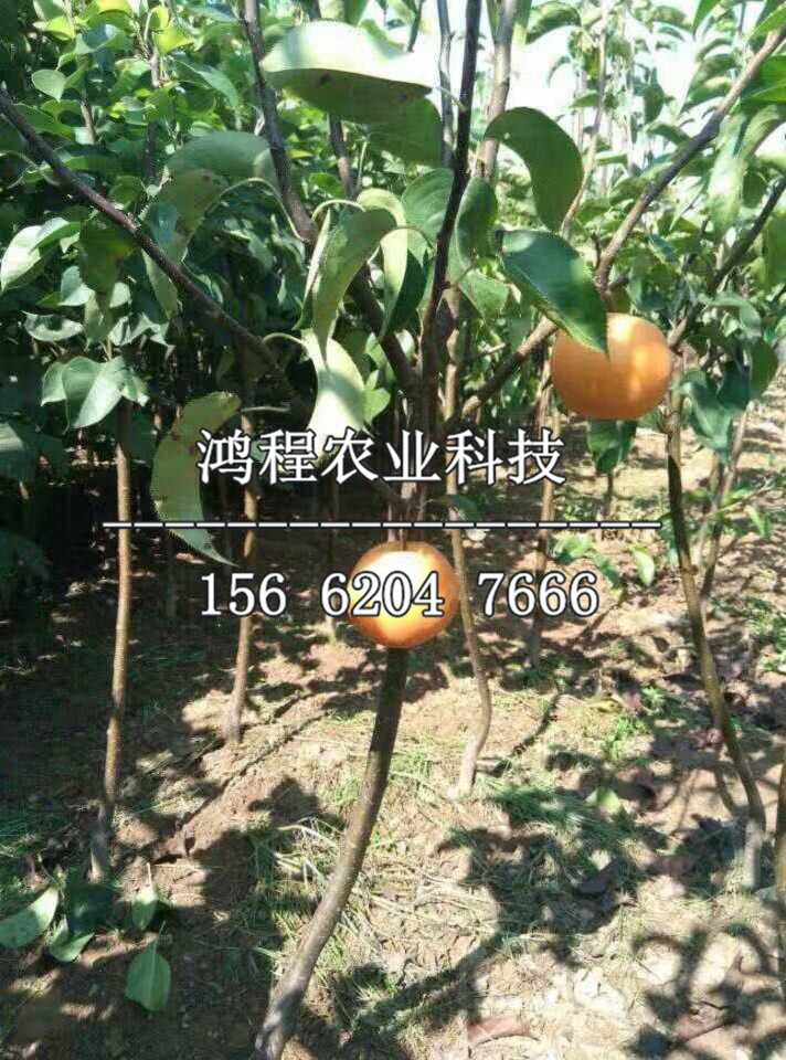 七月酥梨樹(shù)苗哪里購(gòu)買(mǎi)
