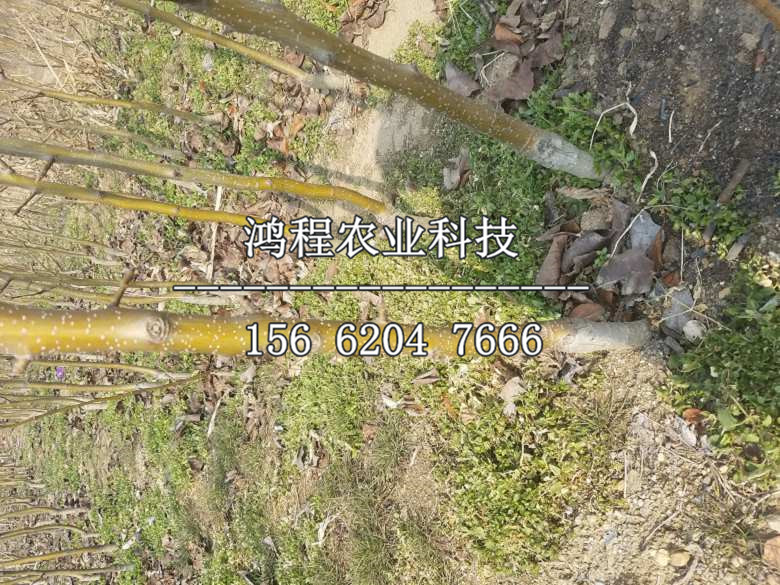 喜水梨樹苗基地