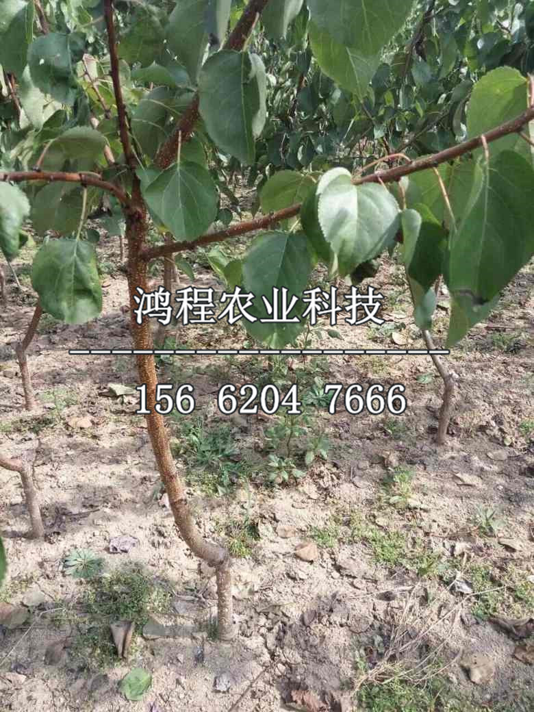 錦豐梨樹(shù)苗基地、錦豐梨樹(shù)苗產(chǎn)地