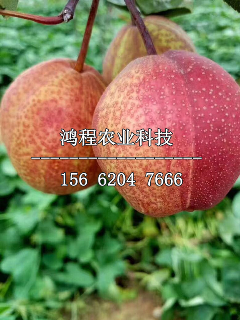 綠寶石梨樹(shù)苗哪里購(gòu)買