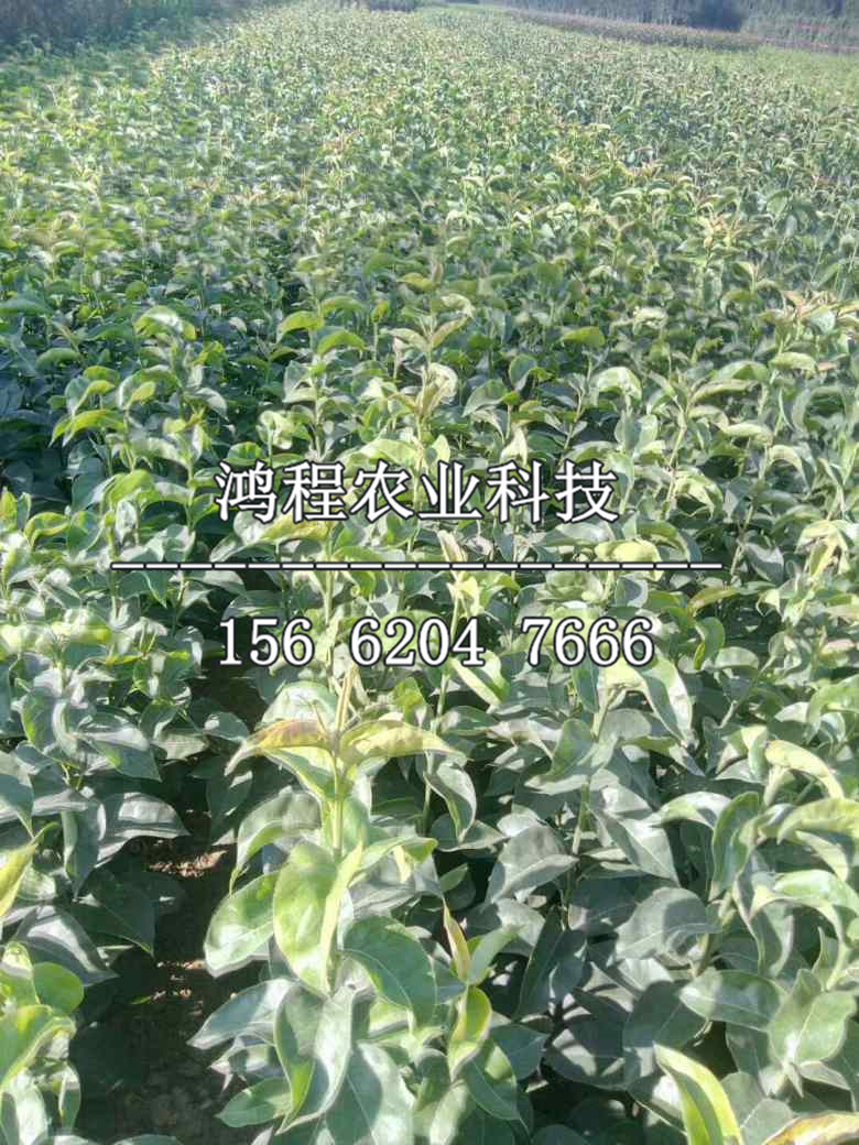 五月紅梨樹苗價格及報價