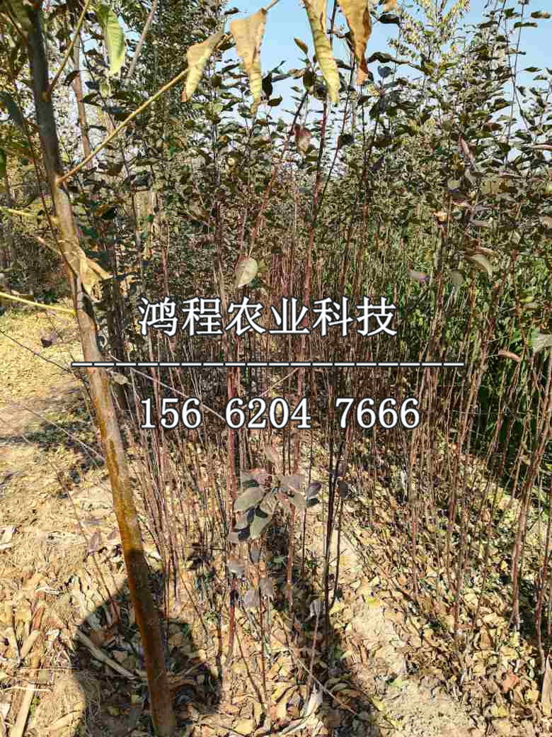 雪花梨樹苗出售、雪花梨樹苗出售價格