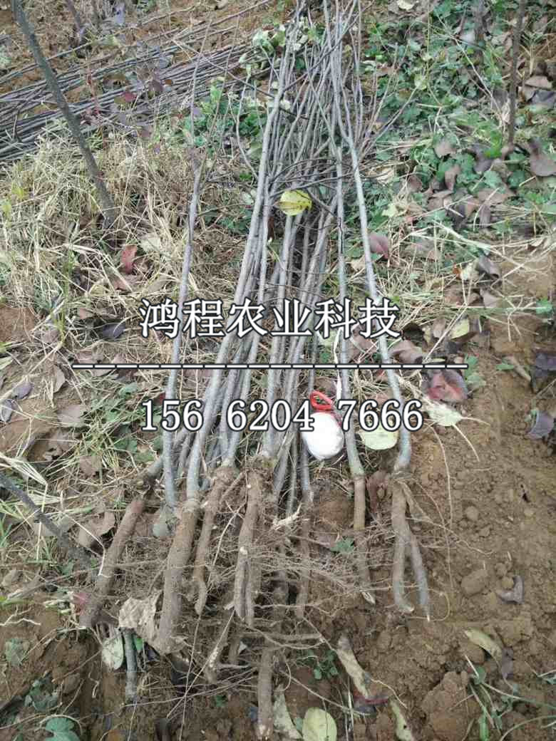 紅啤梨樹苗哪里購買