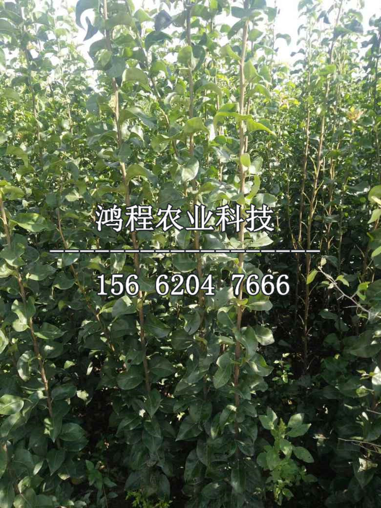 奧紅一號(hào)梨樹(shù)苗價(jià)格及報(bào)價(jià)
