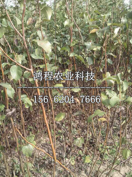 晚秋黃梨樹苗出售、晚秋黃梨樹苗出售價(jià)格