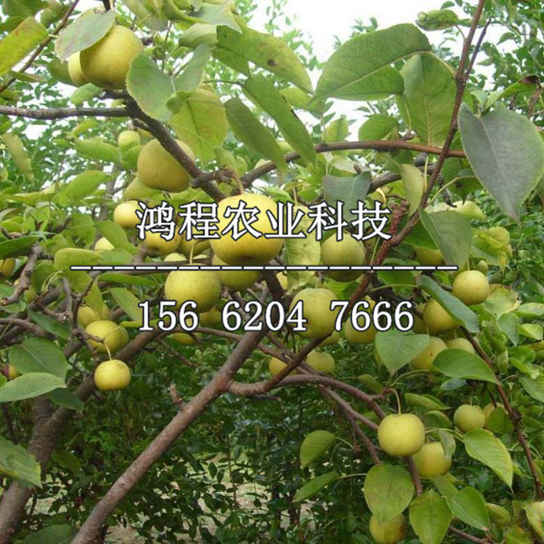早酥梨樹苗價(jià)格、早酥梨樹苗多少錢