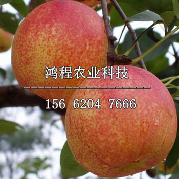 早紅考密斯梨樹苗新品種