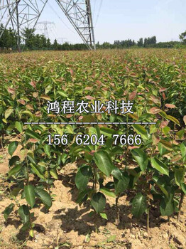 黃花梨樹苗出售、黃花梨樹苗出售價格