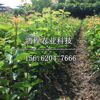 蘋果紅梨樹苗報價、蘋果紅梨樹苗報價多少錢