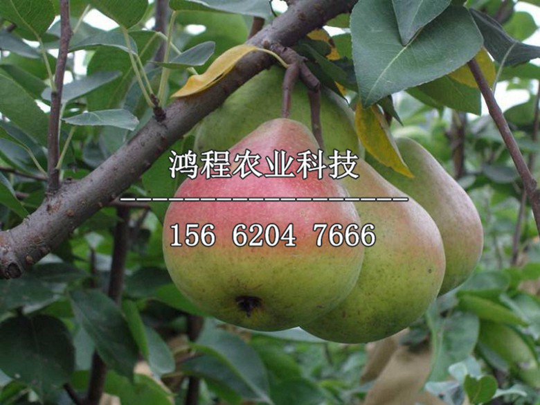綠寶石梨樹苗基地