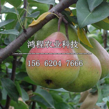 晚秋黃梨樹苗多少錢