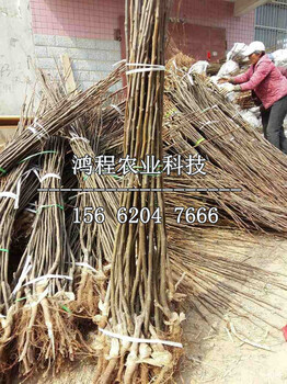 紅梨一號梨樹苗價(jià)格、紅梨一號梨樹苗價(jià)格多少錢