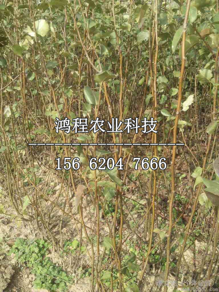 鑫梨樹苗出售、鑫梨樹苗出售價格