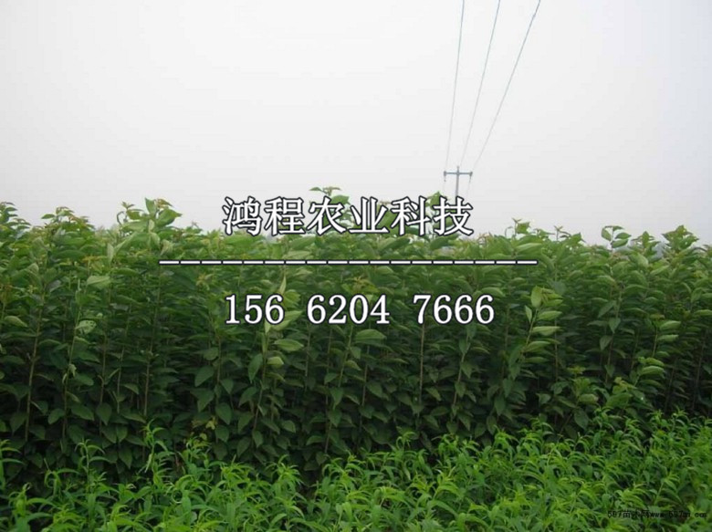 西洋梨樹苗批發(fā)