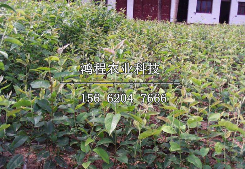 紅香酥梨樹苗