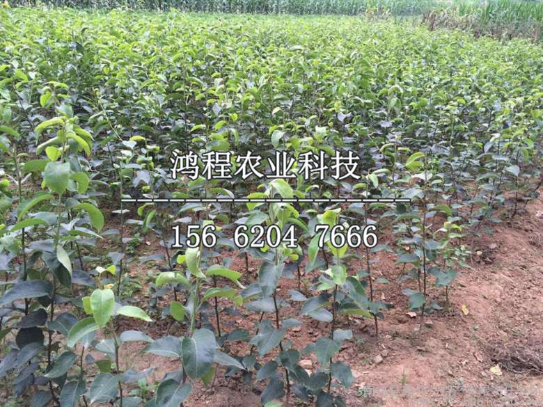 三公分梨樹苗多少錢