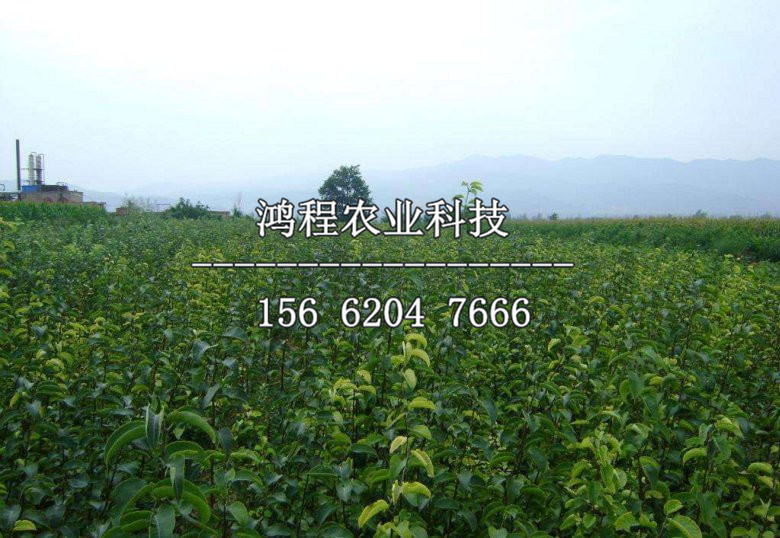 奧紅一號梨樹苗基地