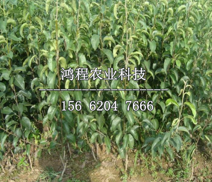 錦豐梨樹苗價格、錦豐梨樹苗價格多少錢