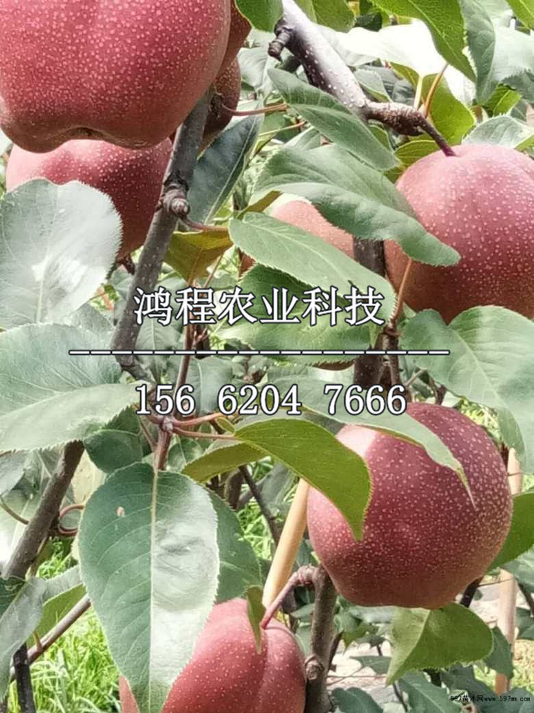 花瓣梨樹苗價(jià)格、花瓣梨樹苗價(jià)格多少錢