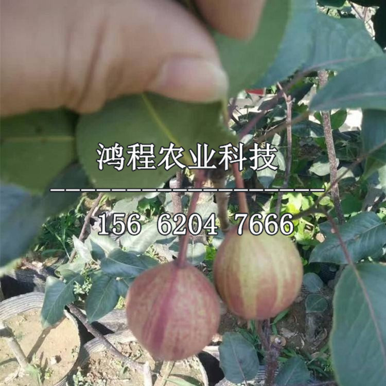 早紅考密斯梨樹(shù)苗價(jià)格、早紅考密斯梨樹(shù)苗多少錢