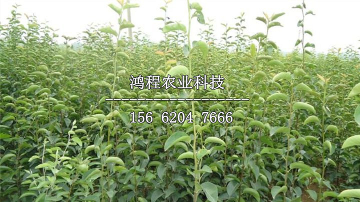 黃梨樹苗出售、黃梨樹苗出售價(jià)格