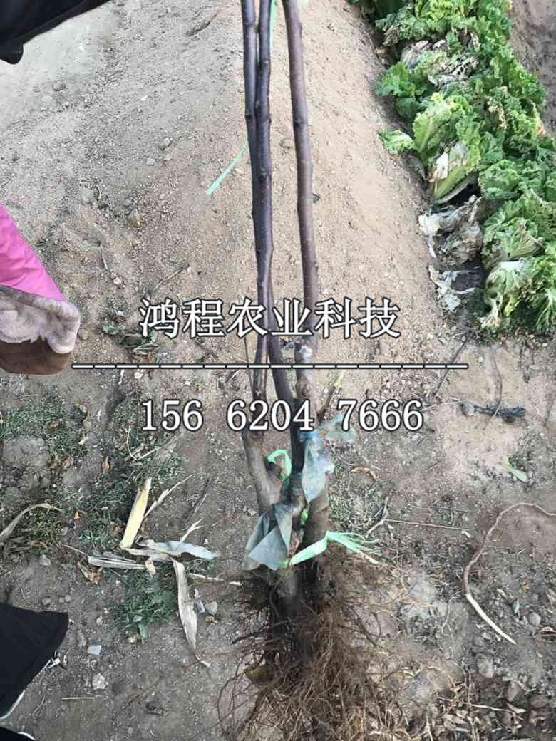 信濃甜蘋果苗基地