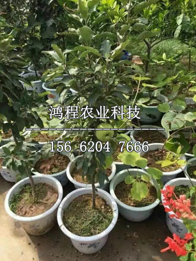 中間砧蘋果樹苗