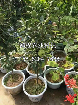 嫁接煙富10號蘋果苗、嫁接煙富10號蘋果樹苗多少錢