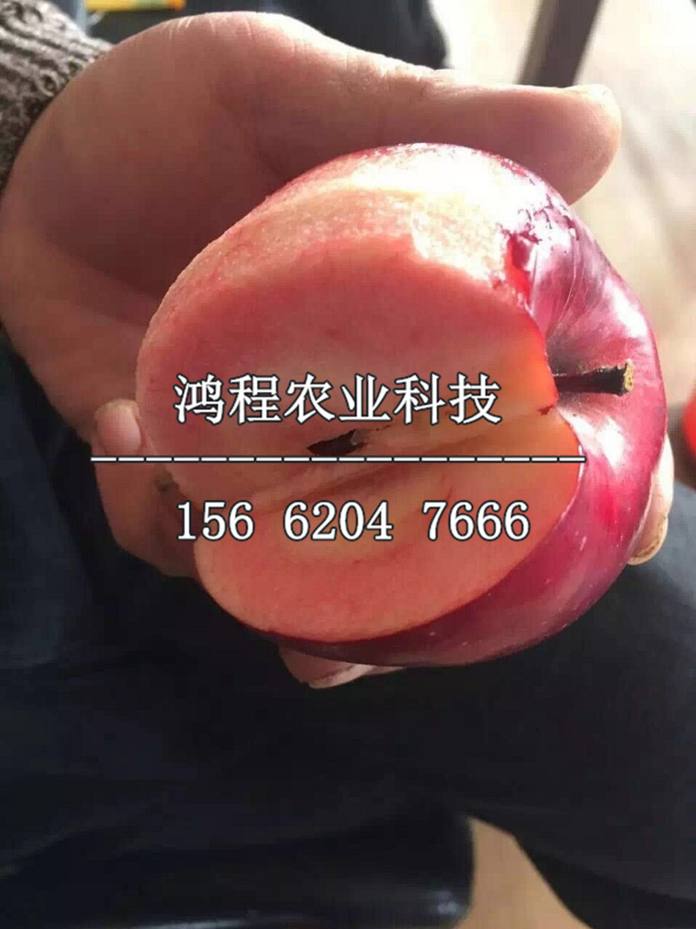 煙富0號蘋果樹苗