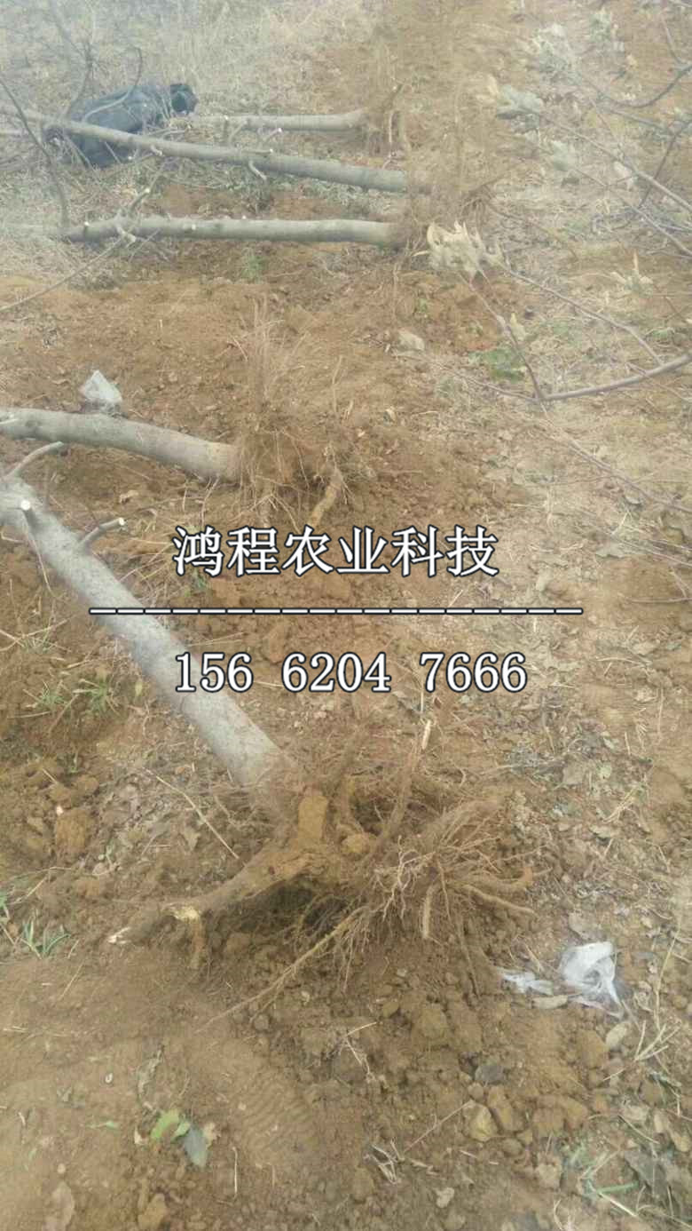 紅元帥蘋果苗新品種